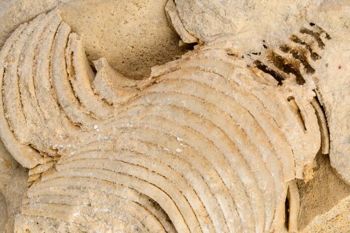 Ordovician Cephalopod (Gonioceras) Fossil - Wisconsin #204191